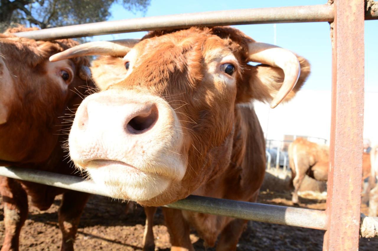 Masseria Rifisa Agriresort Caprarica di Lecce Kültér fotó