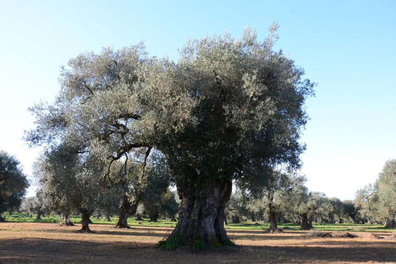 Masseria Rifisa Agriresort Caprarica di Lecce Kültér fotó